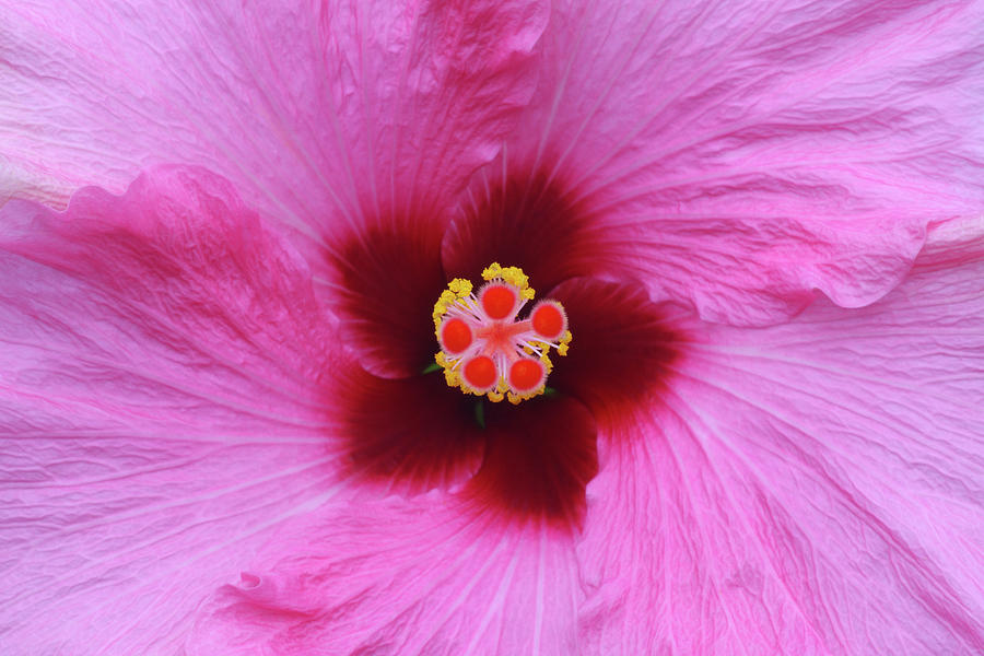 Crisp Detail At Centre Of Pink Hibiscus Photograph by Rosemary Calvert ...