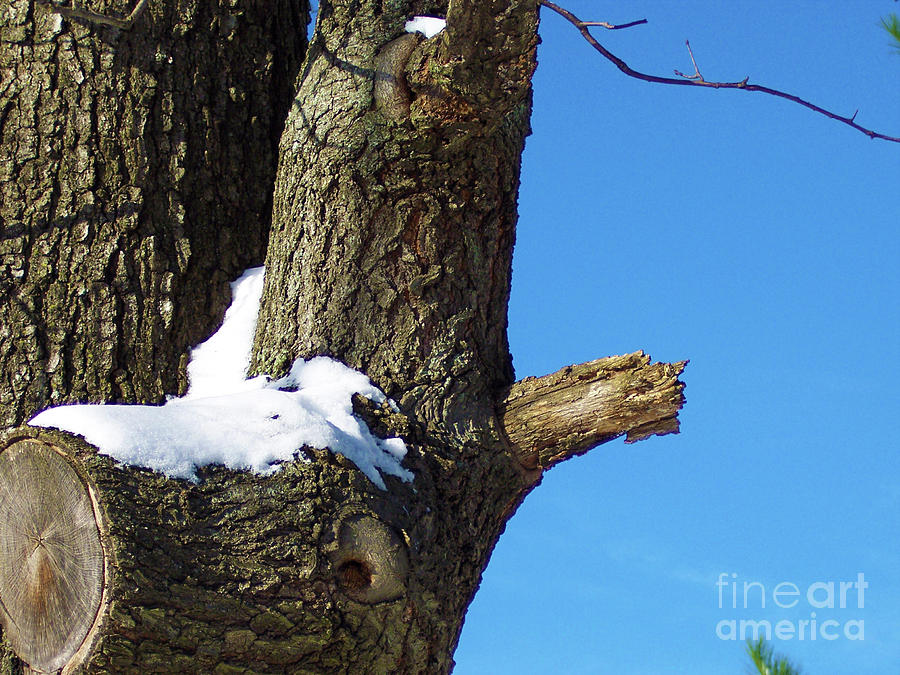 Columbus Photograph - Crisp Snow by Kelly Council Columbus Photograph - Crisp Snow by Kelly Council