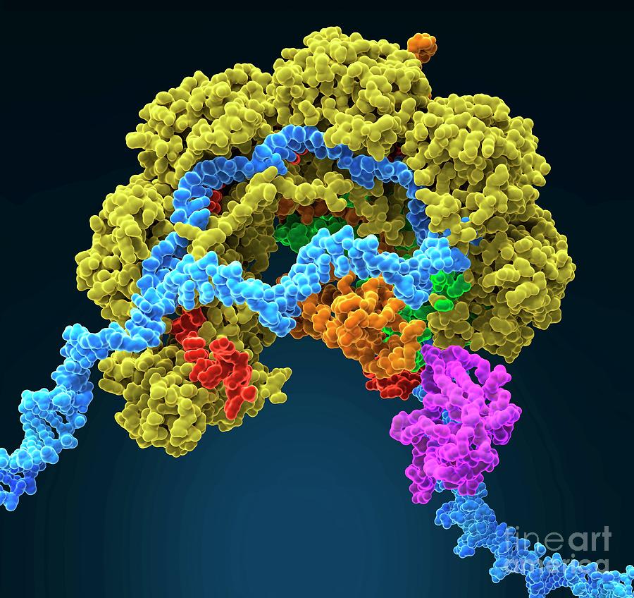 Crispr Photograph - Crispr-cas6 Gene Editing Complex by Carlos Clarivan/science Photo Library