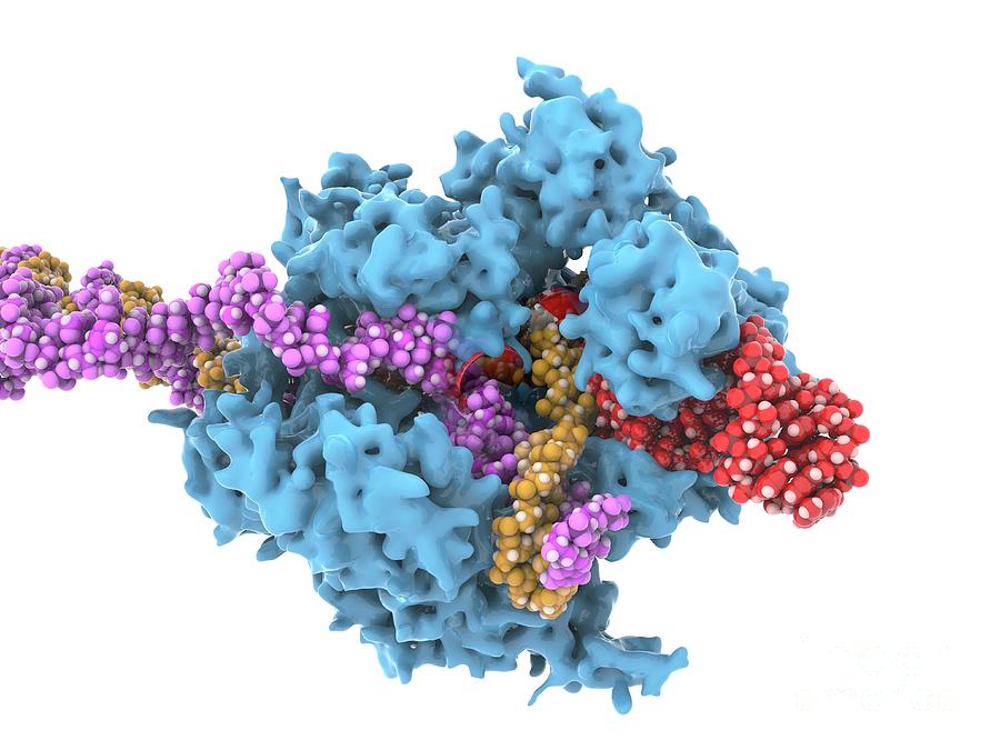 Crispr-cas9 Gene Editing Complex Photograph by Ramon Andrade 3dciencia ...