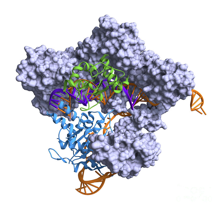 Crispr Cas9 Protein Complexed With Guide Rna And Invading Dna ...