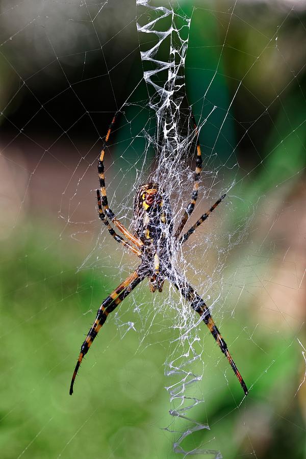 Crisscross Silk - Banded Argiope by KJ Swan Crisscross Silk - Banded Argiope by KJ Swan