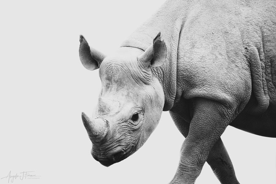 Wildlife Photograph - Critically Endangered Black Rhinoceros by Angela J. Farmer