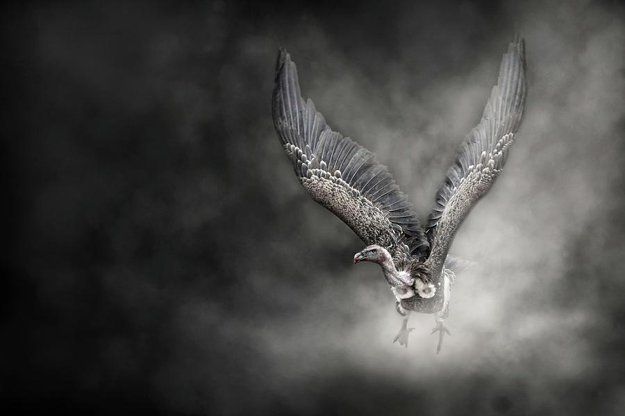 Critically Endangered White Backed Vulture In The Dust by Susan Schmitz Critically Endangered White Backed Vulture In The Dust by Susan Schmitz