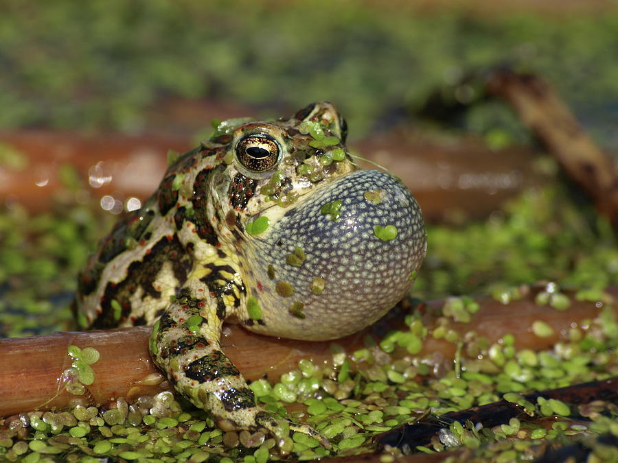 Croaking Canadian Toad Photograph by James Peterson