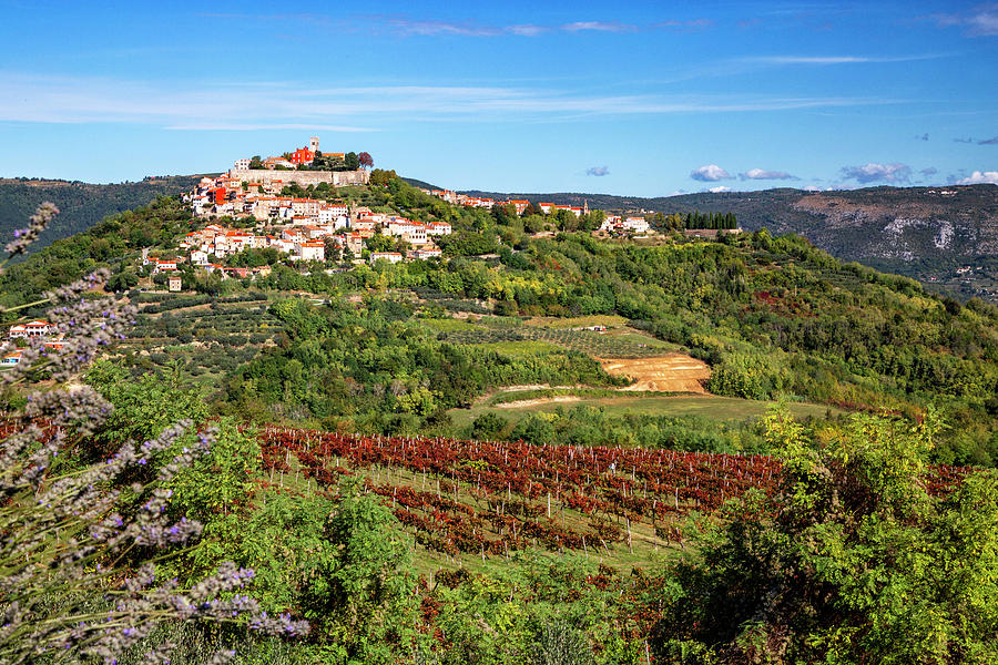 Croatia, Istria, Motovun, Hilltop Village Motovun With Vineyards Digital Art by Hans-peter Huber