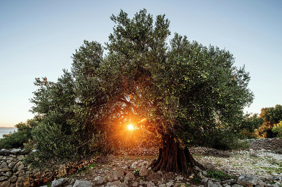 Nature Digital Art - Croatia, Velebit Coastal Area, Pag Island, Sunset Through An Olive Tree by Stipe Surac