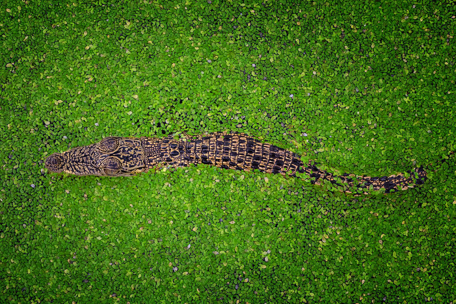 Crocodile Photograph - Croco by Gunarto Song