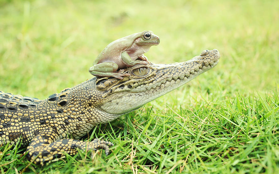 Crocodile And Toad Photograph by Ridho Arifuddin