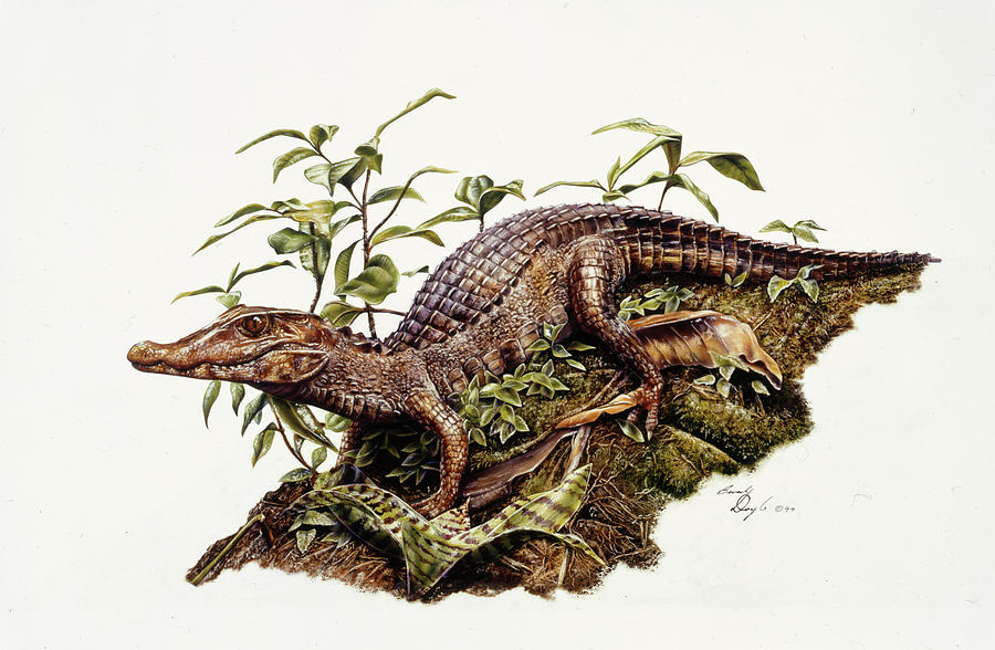 Crocodile Painting - Crocodile by Beverly Doyle