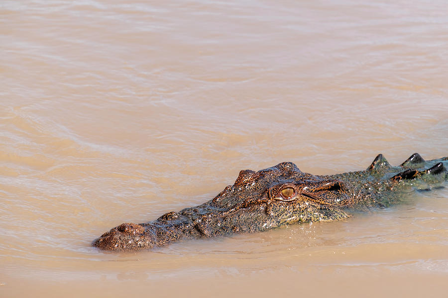 Crocodile Photograph by Catherine Reading