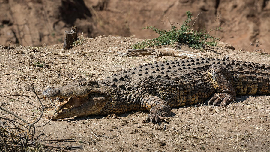 Crocodile Photograph by Claudio Maioli