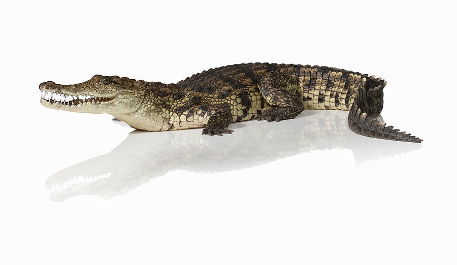 Crocodile Crocodylus Photograph by Jonathan Knowles