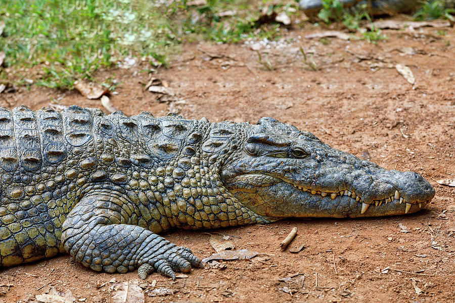 File:Madagascar, crocodiles.jpg - Wikimedia Commons