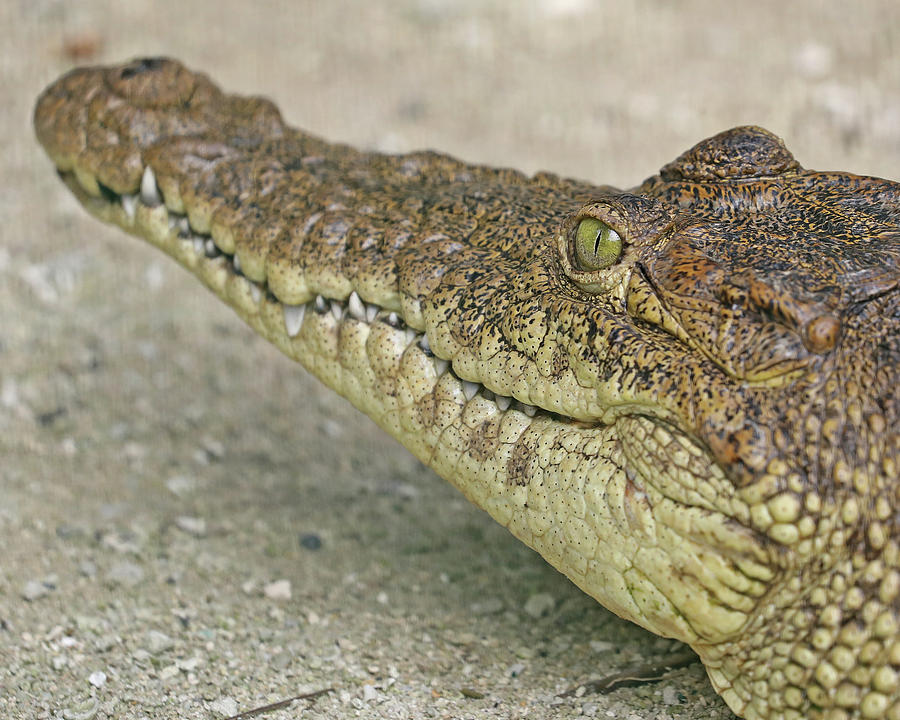 Crocodile Eye Photograph by Mike Dickie - Fine Art America