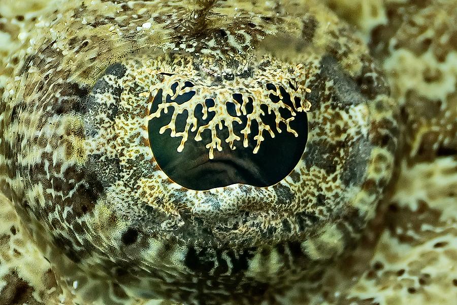 Crocodile Fish Eye Photograph by Serge Melesan