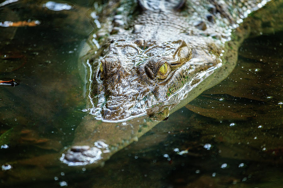 Crocodile in a lagoon in Costa Rica Photograph by Alexey Stiop
