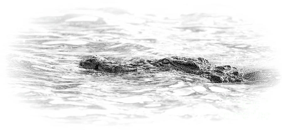 Crocodile in Chobe River Photograph by Timothy Hacker