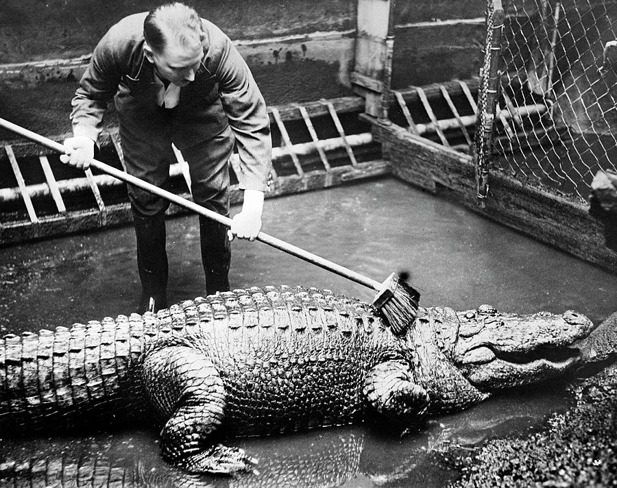 Crocodile Photograph by Keystone-france