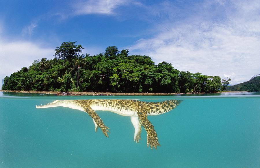 Crocodile, Papua New Guinea Digital Art by Roberto Rinaldi