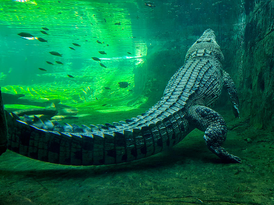 Underwater Photograph - Crocodile by Prodipta Das Hriday