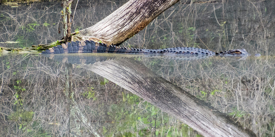 Crocodile Reflection Photograph by Patti Deters