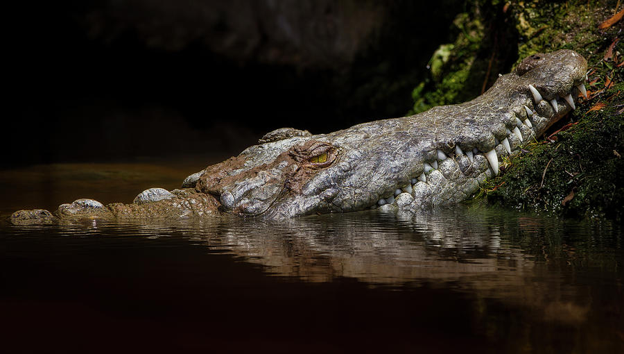 Crocodile Photograph - Crocodile Smile by Jonathan Ross