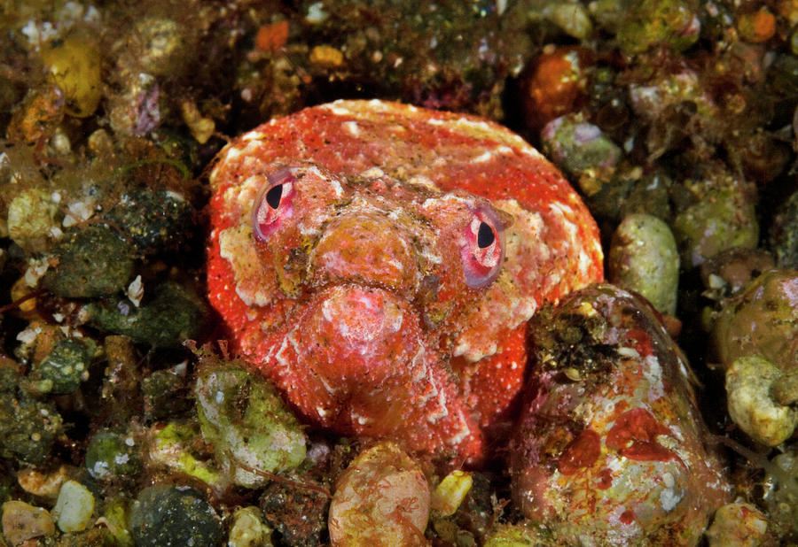 Crocodile Snake Eel Peering Out Of Burrow. Pantar, Alor Photograph by ...