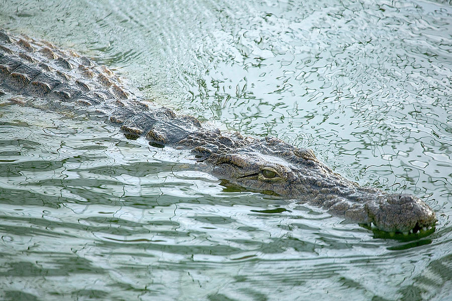 Crocodile Swimming In Wildlife Park Lagoon, Djerba, Tunisia Digital Art ...