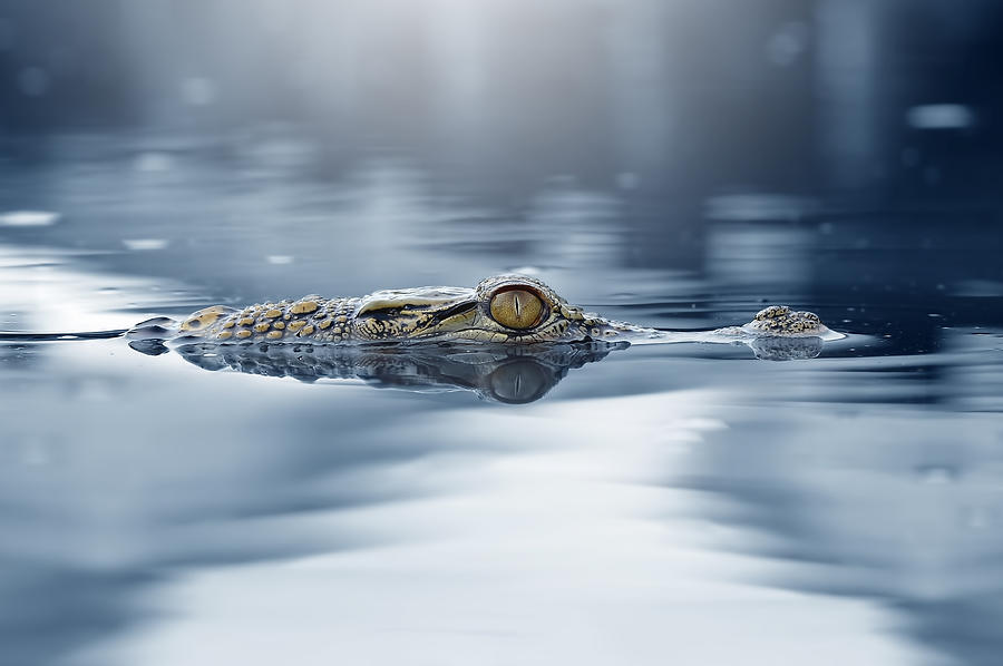 Crocodile Photograph - Crocodile - The Eye by Andri Priyadi