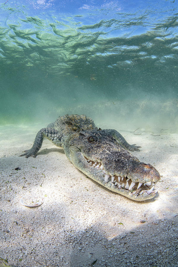 crocodiles underwater