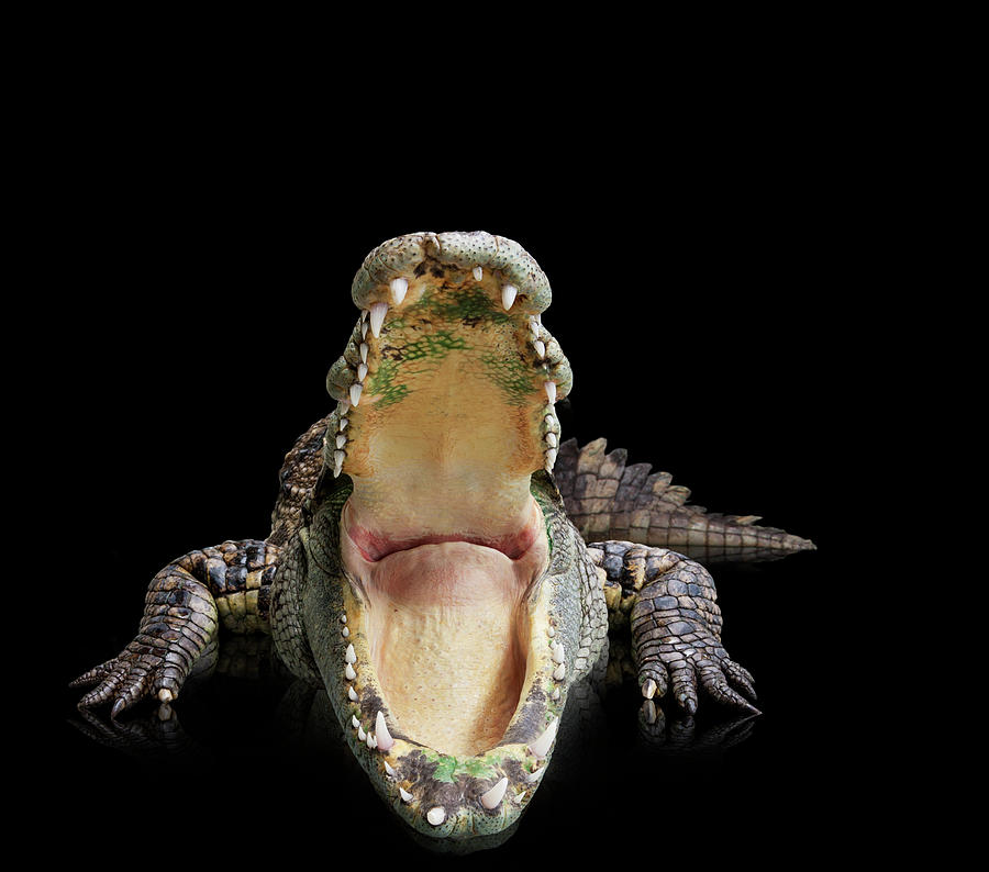 Crocodile With A Wide Open Mouth Photograph by John Lund