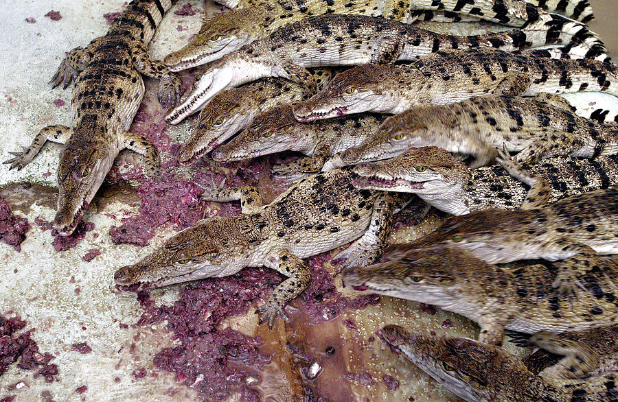 Crocodiles Scramble During Feeding Time Photograph by Romeo Ranoco ...