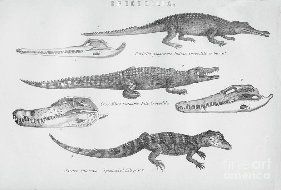 Crocodilia Drawing by Print Collector