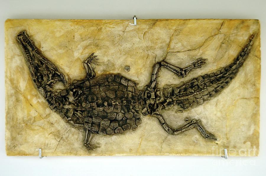 Crocodyliform Fossil Photograph by Chris Hellier/science Photo Library