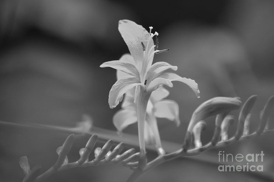 Crocosmia 2 by Jeni Gray Crocosmia 2 by Jeni Gray