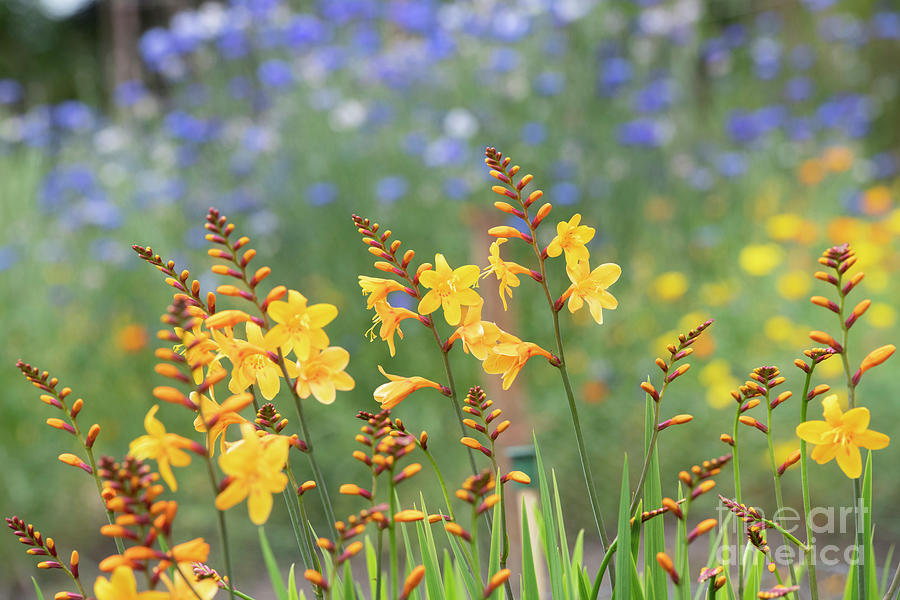 Crocosmia Buttercup Flowers Photograph by Tim Gainey