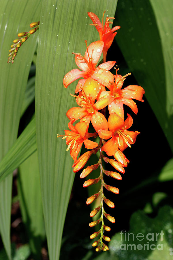 Crocosmia Inflorescence Photograph by Dr Keith Wheeler/science Photo Library