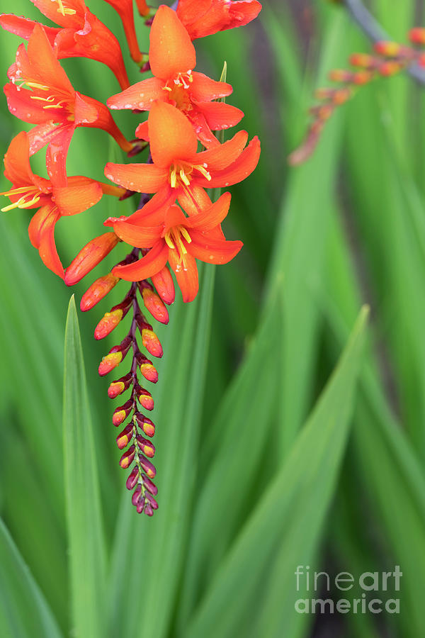 Crocosmia Zeal Unnamed Flower Photograph by Tim Gainey