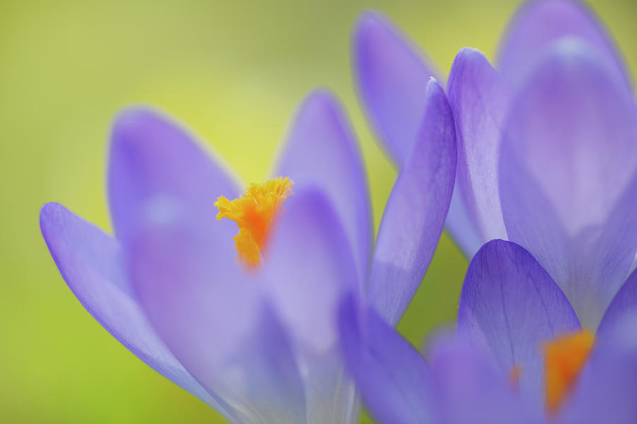 Crocus Flower In Springtime Photograph by Cornelia Doerr