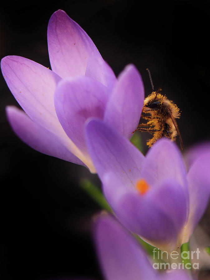Crocus Flowers And Bee 2 Photograph by Dorothy Lee