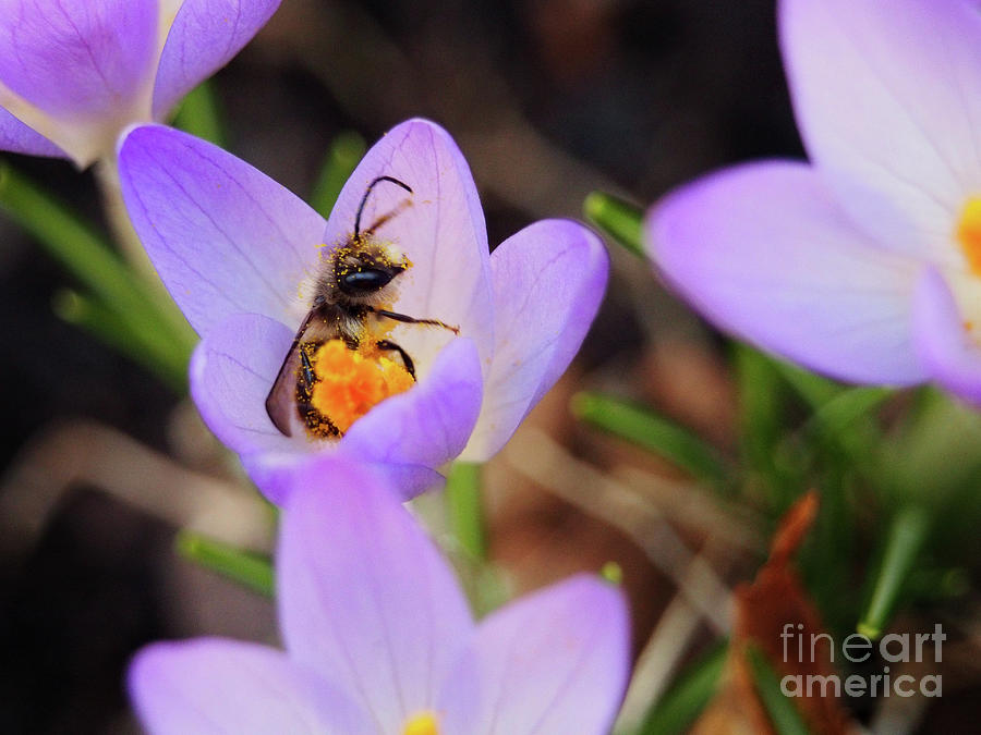 Crocus Flowers And  Bee Photograph by Dorothy Lee
