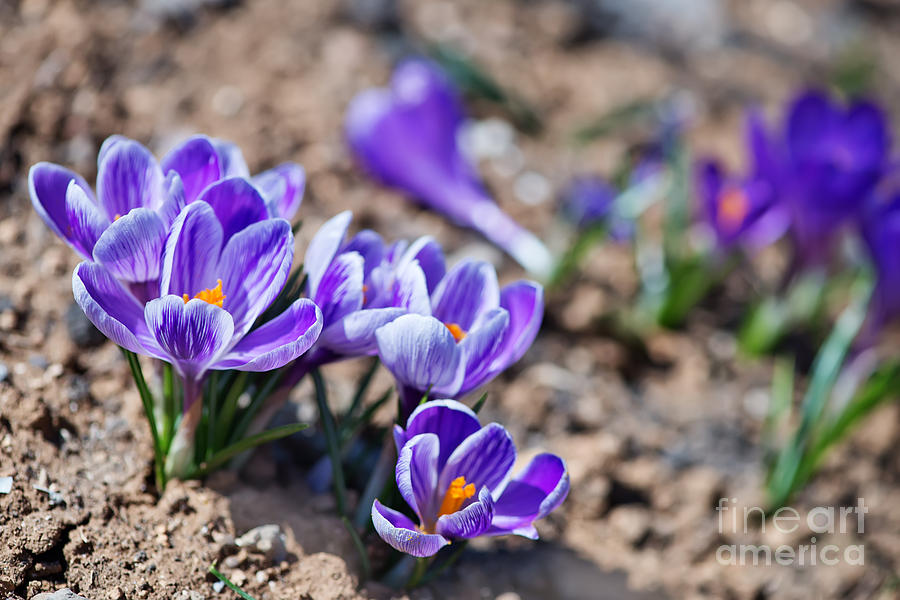 Magenta Photograph - Crocus In Spring Garden Flowers by Gayvoronskaya yana Magenta Photograph - Crocus In Spring Garden Flowers by Gayvoronskaya yana