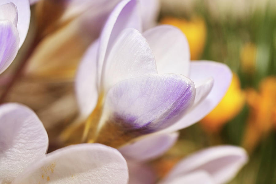Crocus by Whitney Goodey Crocus by Whitney Goodey