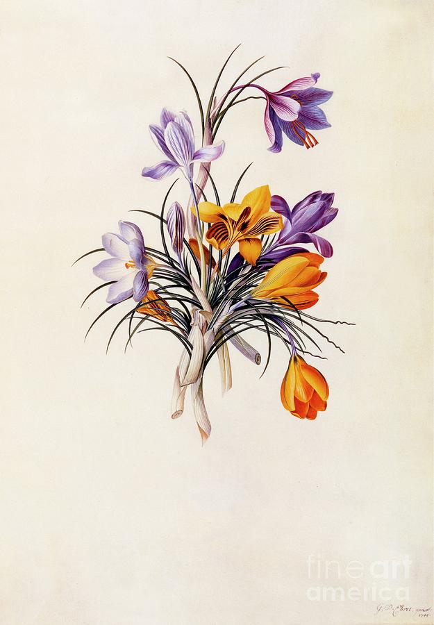 Crocuses Drawing by Heritage Images