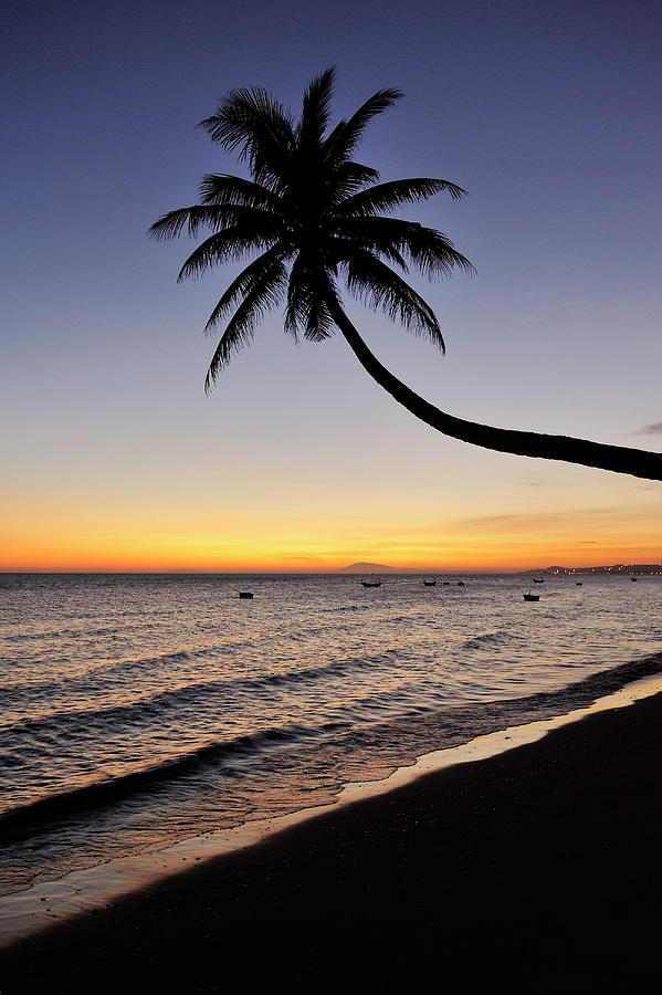 Crooked Palm Tree At Beach Sunset, South China Sea, Mui Ne, Binh Thuan ...