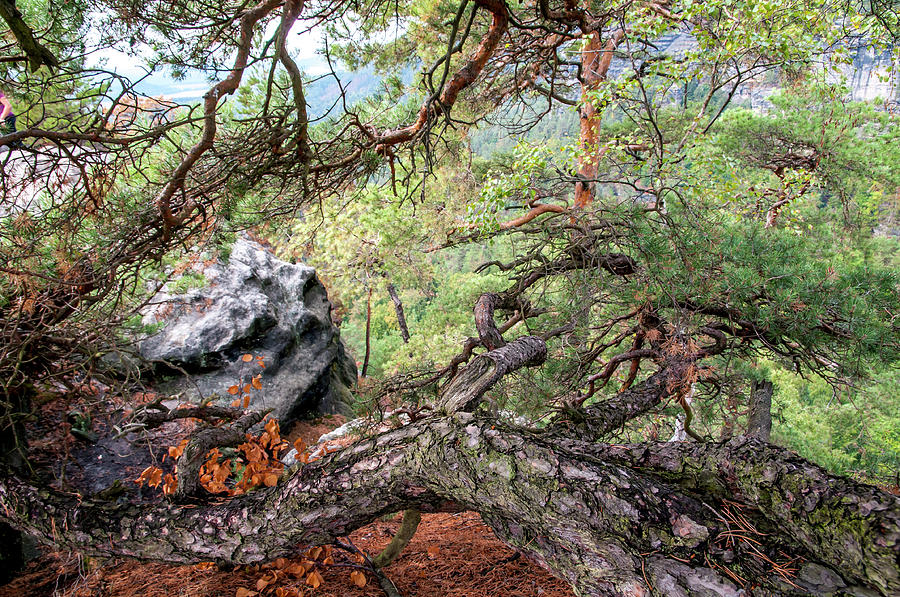 Crooked Pine Tree. Bohemian Switzerland Photograph by Jenny Rainbow