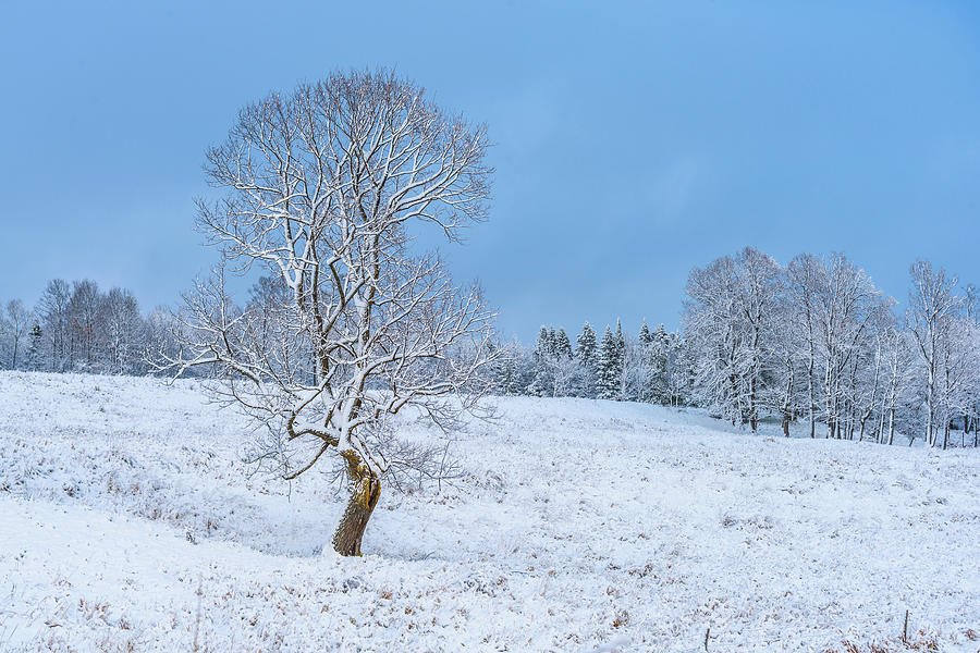 Crooked Tree Photograph by Tim Trombley - Fine Art America