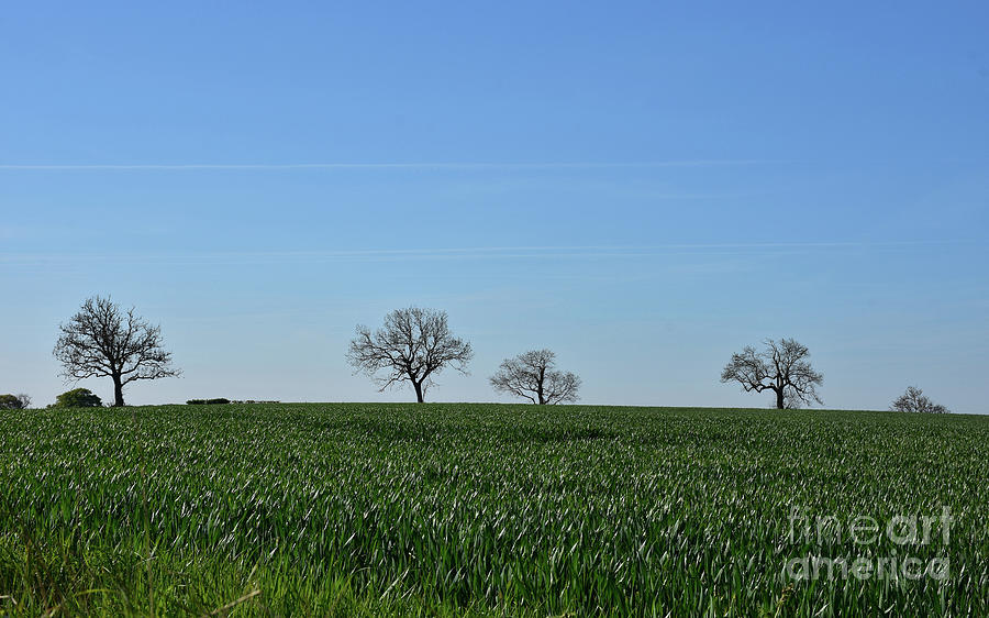 Cropland, Fields and Farmland with Blue Skies in England Photograph by DejaVu Designs