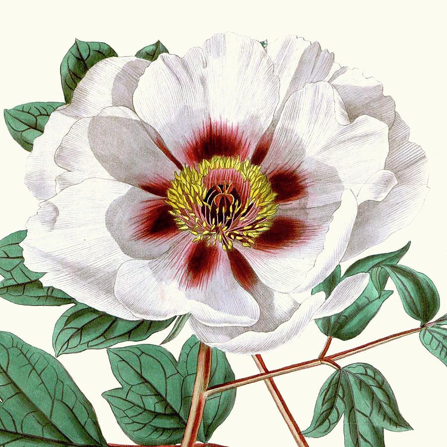 Cropped Antique Botanical II Painting by Vision Studio - Fine Art America